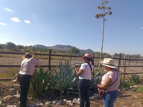 Mezcal Cuanax ruta mezcal tour